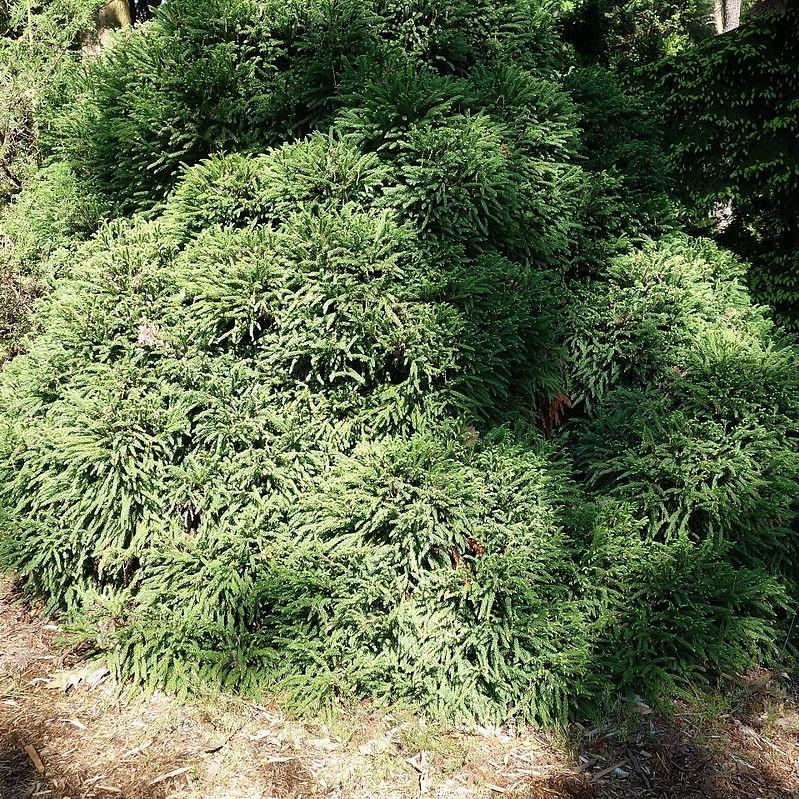 Cryptomeria japonica 'Globosa Nana' ~ Dwarf Japanese Cedar-ServeScape