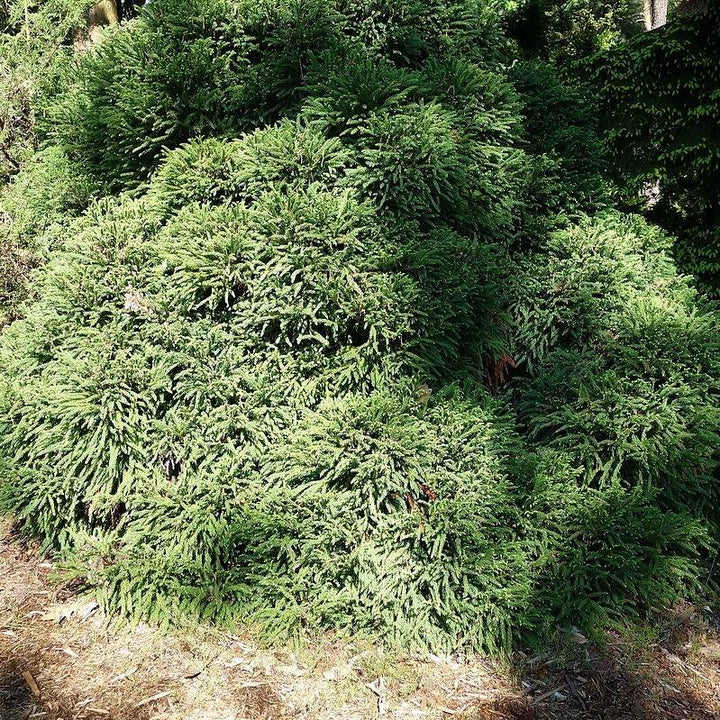 Cryptomeria japonica 'Globosa Nana' ~ Dwarf Japanese Cedar-ServeScape