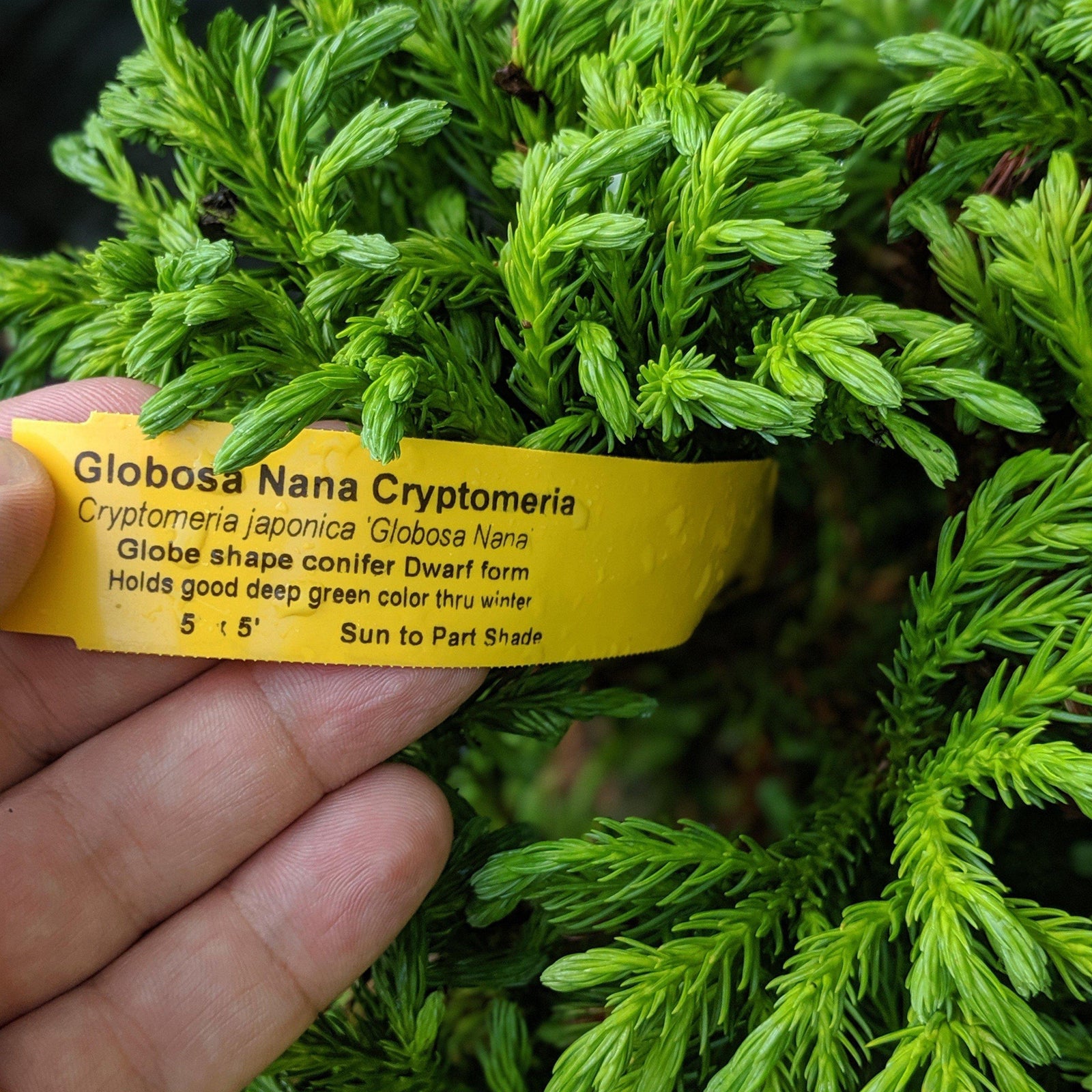 Cryptomeria japonica 'Globosa Nana' ~ Dwarf Japanese Cedar - Delivered By ServeScape