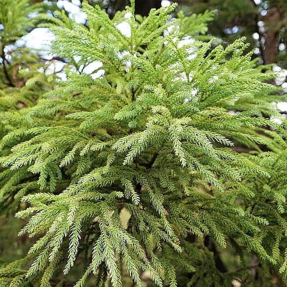 Cryptomeria japonica 'Gyokuryu' ~ Gyokuryu Japanese Cedar - Delivered By ServeScape