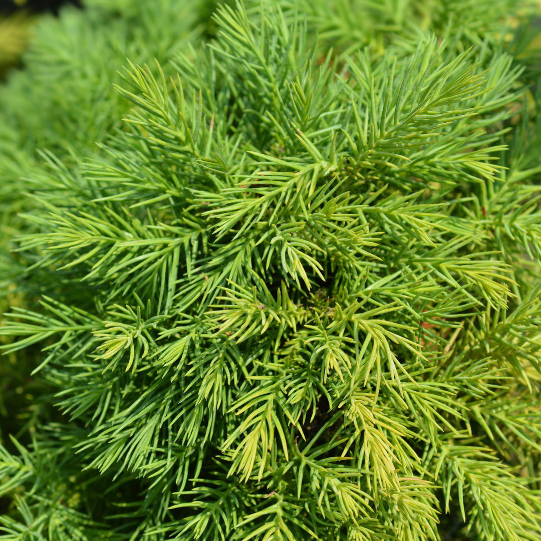 Cryptomeria japonica 'Yellow Twig' ~ Yellow Twig Japanese Cedar - Delivered By ServeScape