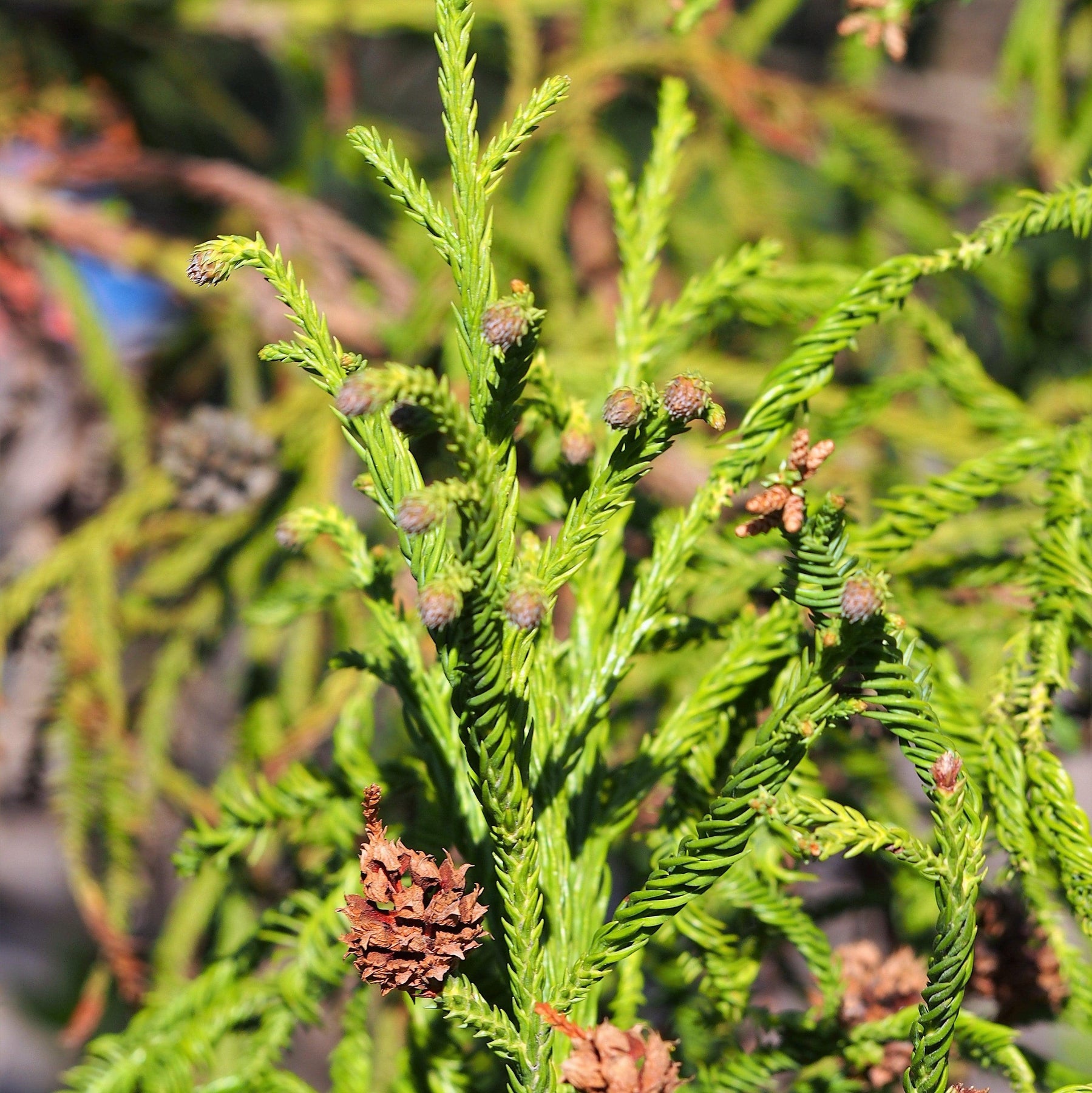 Rasen Japanese Cedar - Cryptomeria japonica 'Rasen' – ServeScape