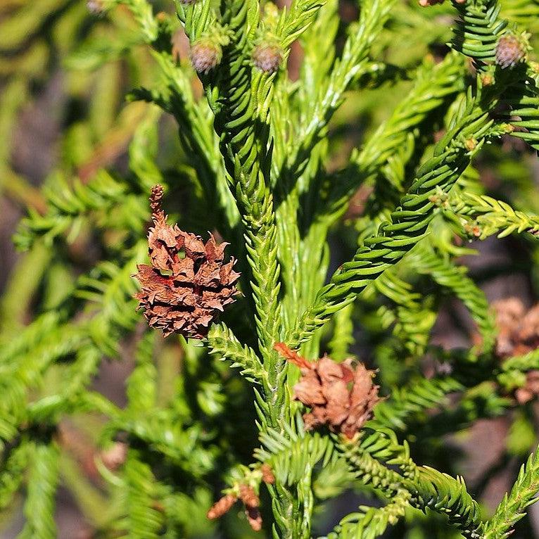 Cryptomeria japonica 'Rasen' ~ Rasen Japanese Cedar-ServeScape