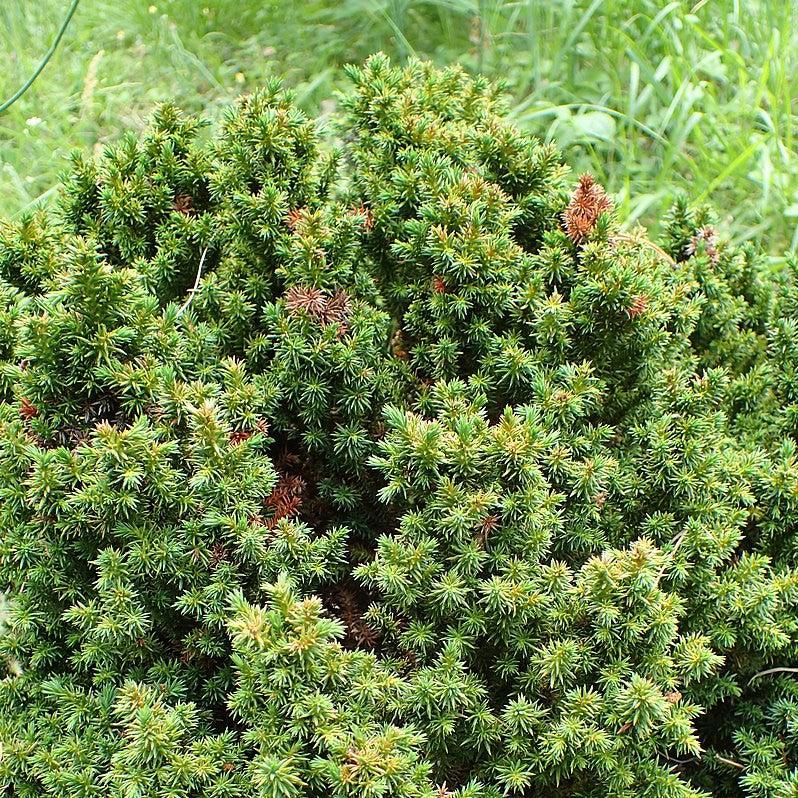 Cryptomeria japonica 'Vilmoriniana' ~ Vilmorin's Japanese Cedar-ServeScape