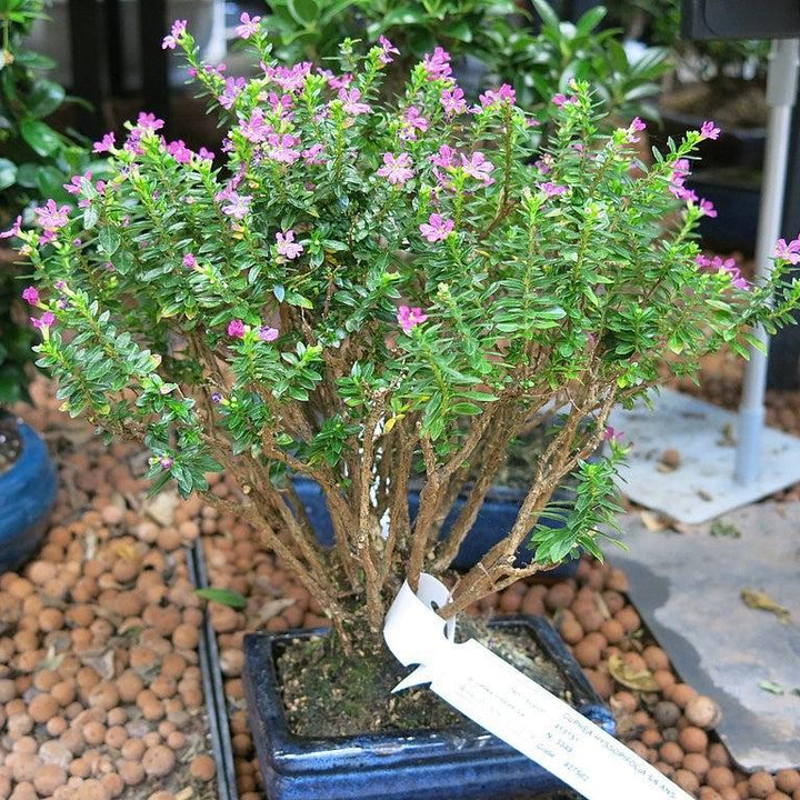 Cuphea hyssopifolia 'Allyson' ~ Allyson Mexican Heather, False Heather-ServeScape
