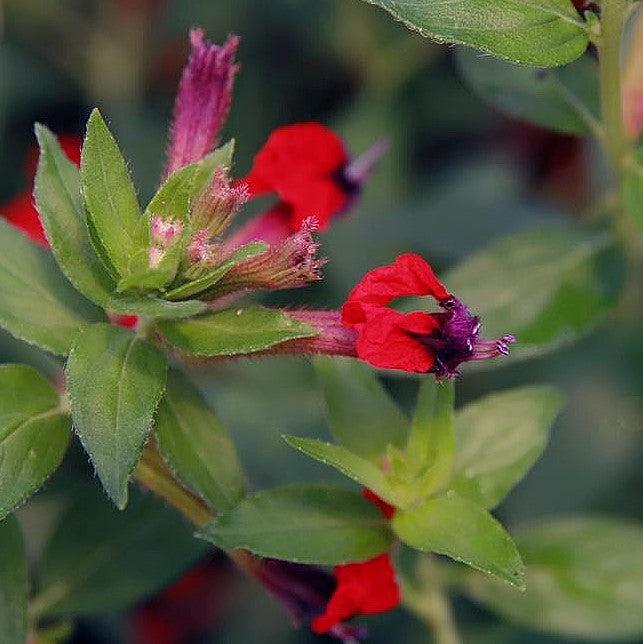 Cuphea ignea ~ Cigar Plant, Firecracker Red-ServeScape