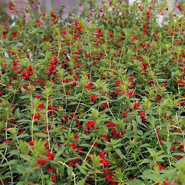 Cuphea ignea ~ Cigar Plant, Firecracker Red-ServeScape