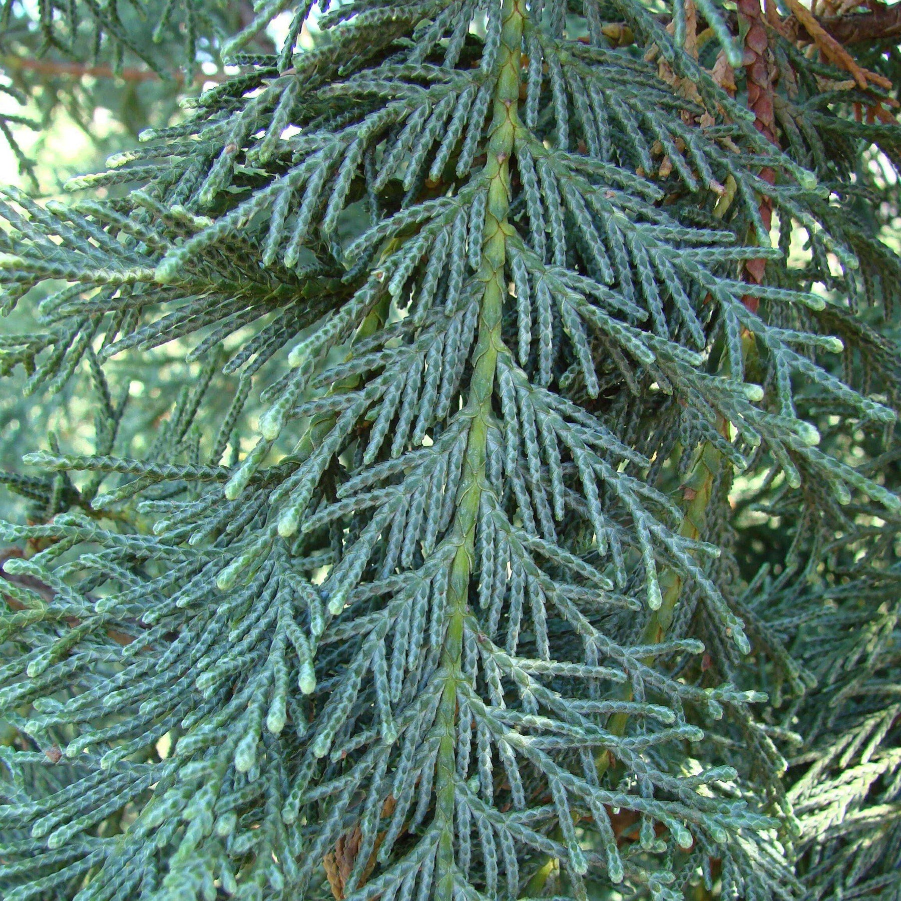 Naylor's Blue Leyland Cypress Cupressocyparis leylandii 'Naylor's