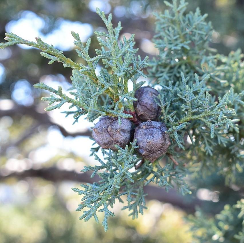 Cupressus arizonica ~ Arizona Cypress-ServeScape