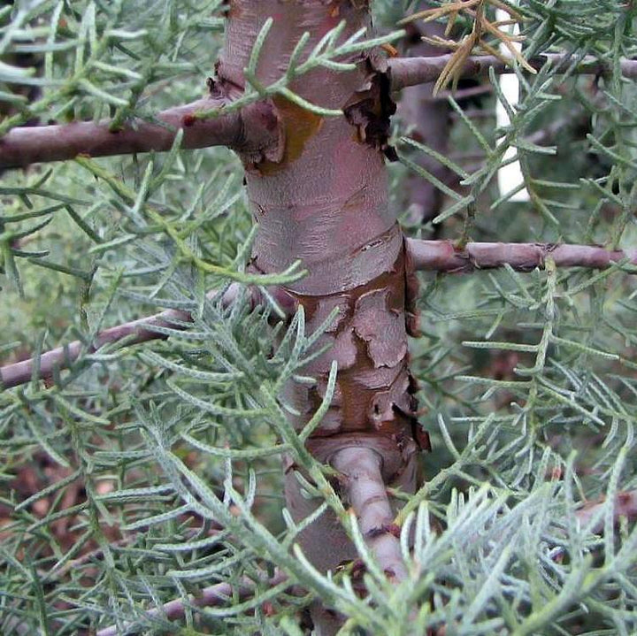 Cupressus arizonica glabra 'Blue Ice' ~ Blue Ice Arizona Cypress-ServeScape