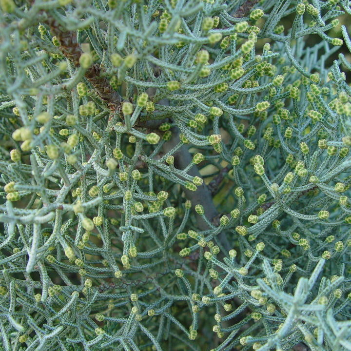Cupressus arizonica glabra 'Carolina Sapphire' ~ Carolina Sapphire, Smooth Arizona Cypress - Delivered By ServeScape