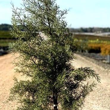 Cupressus arizonica glabra 'Silver Smoke'' ~ Silver Smoke Arizona Cypress - Delivered By ServeScape