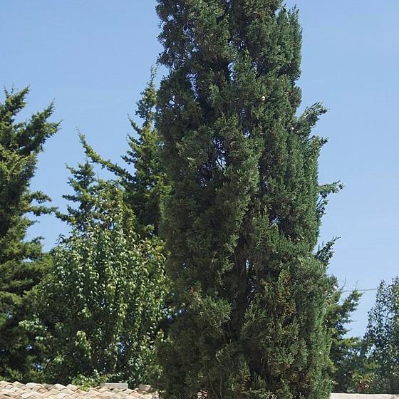 Cupressus sempervirens ~ Italian Cypress-ServeScape