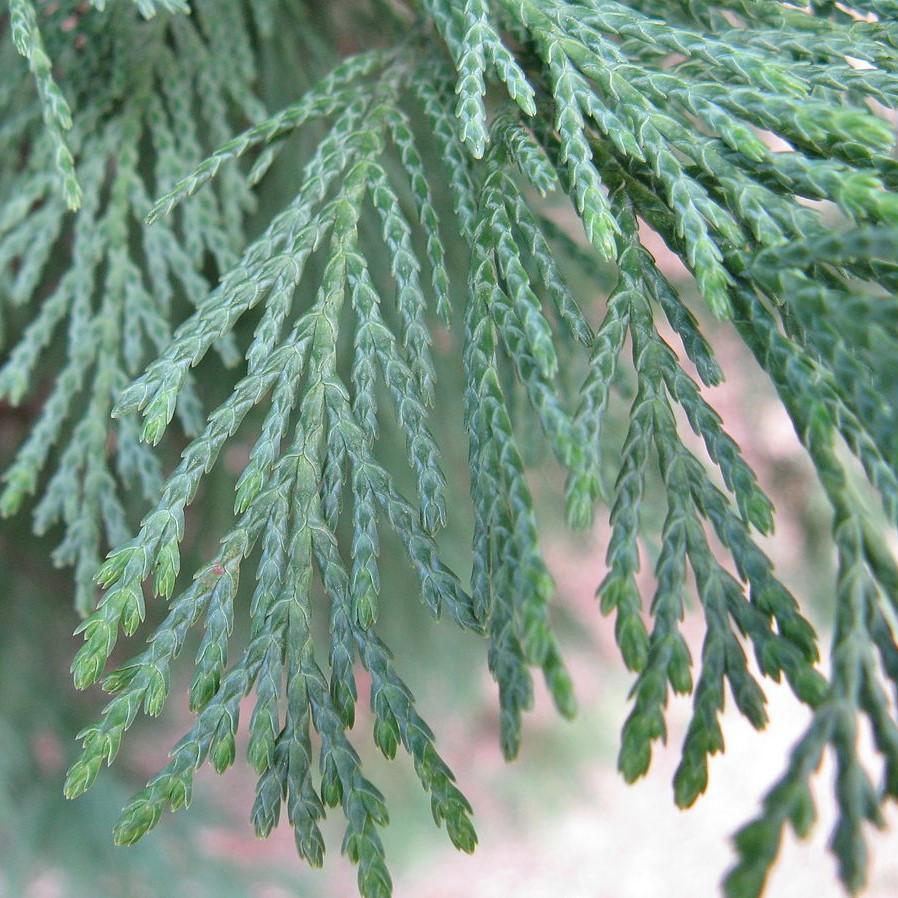 Cupressus x leylandii 'Murray' ~ Murray Cypress, Leyland Cypress - Delivered By ServeScape