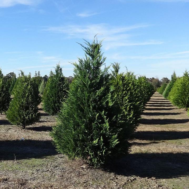 Cupressus x leylandii 'Murray' ~ Murray Cypress, Leyland Cypress-ServeScape