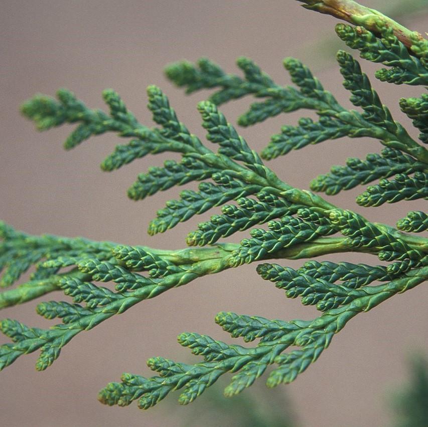 Cupressus x leylandii 'Murray' ~ Murray Cypress, Leyland Cypress-ServeScape