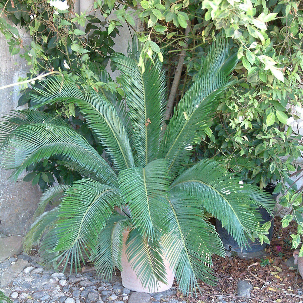 Cycas revoluta ~ Sago palm-ServeScape