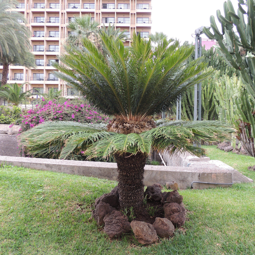 Cycas revoluta ~ Sago palm-ServeScape