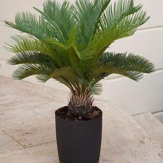 Cycas revoluta 'Sago palm' - Delivered By ServeScape