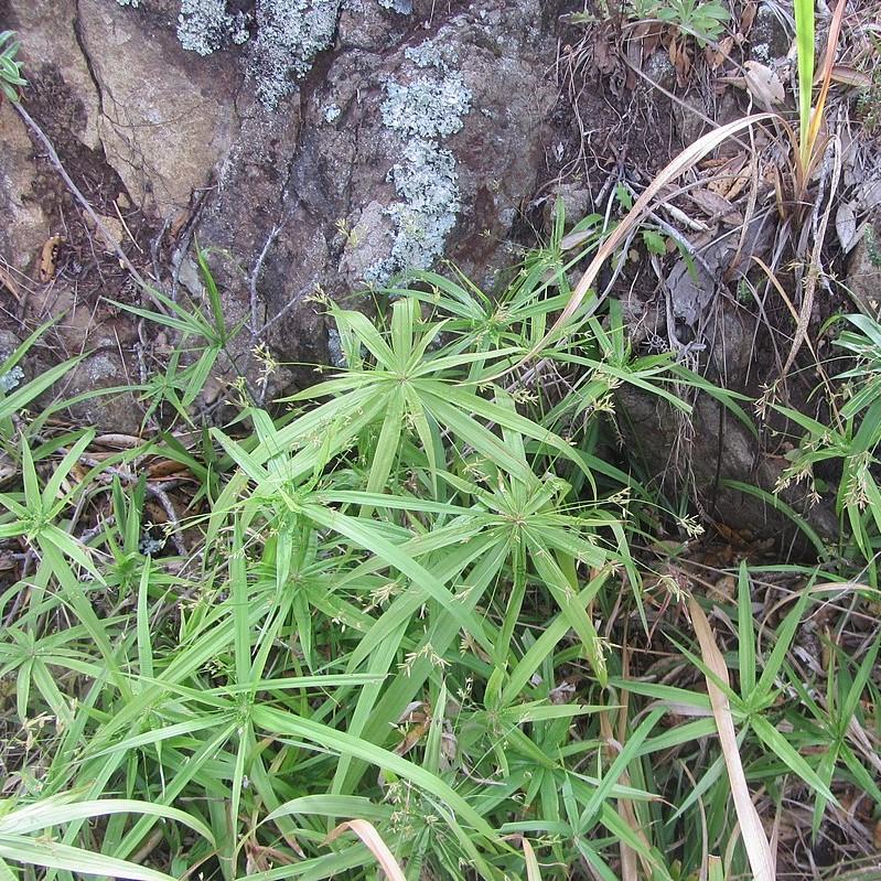 Cyperus albostriatus 'Starburst' ~ Starburst Sedge Cyperus-ServeScape