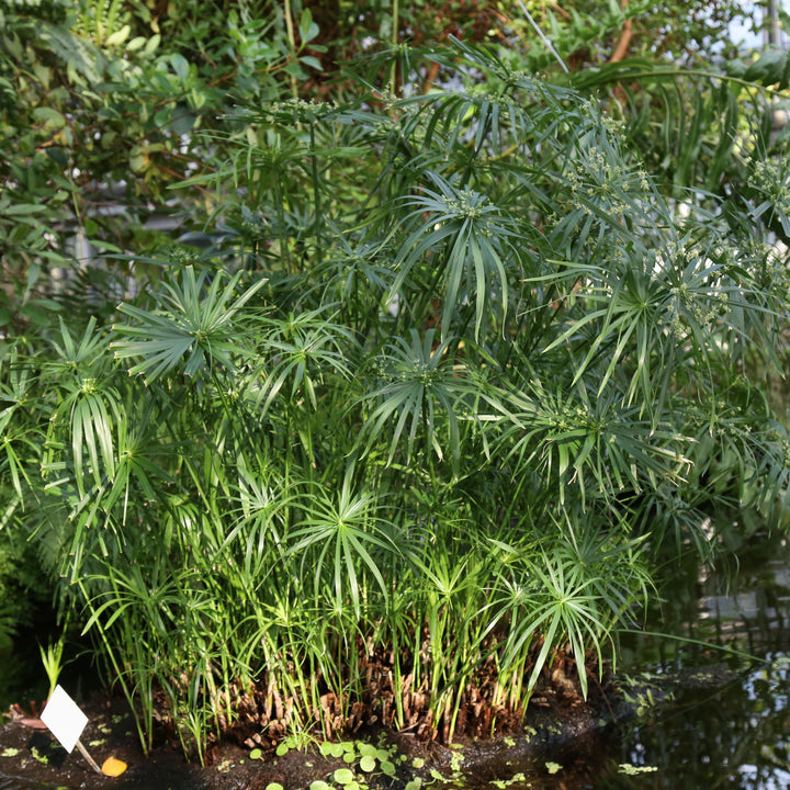Cyperus alternifolius ~ Umbrella Palm-ServeScape