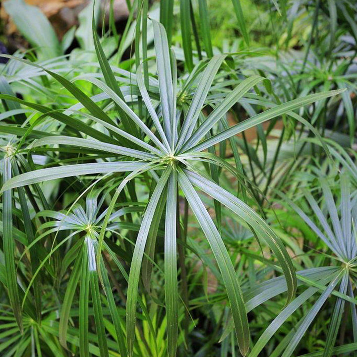 Cyperus alternifolius ~ Umbrella Palm - Delivered By ServeScape