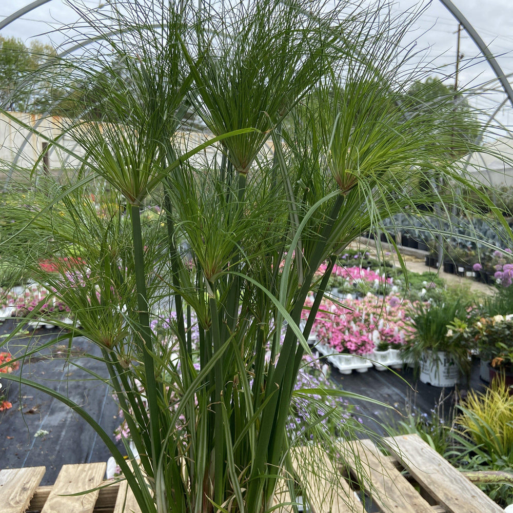 Cyperus papyrus ‘Graceful Grasses® Prince Tut™’ ~ Dwarf Egyptian papyrus - Delivered By ServeScape