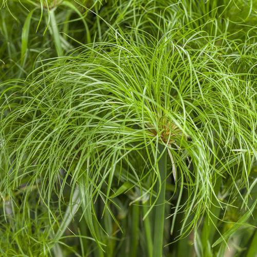 Cyperus papyrus ‘Graceful Grasses® Prince Tut™’ ~ Prince Tut Dwarf Egyptian papyrus-ServeScape