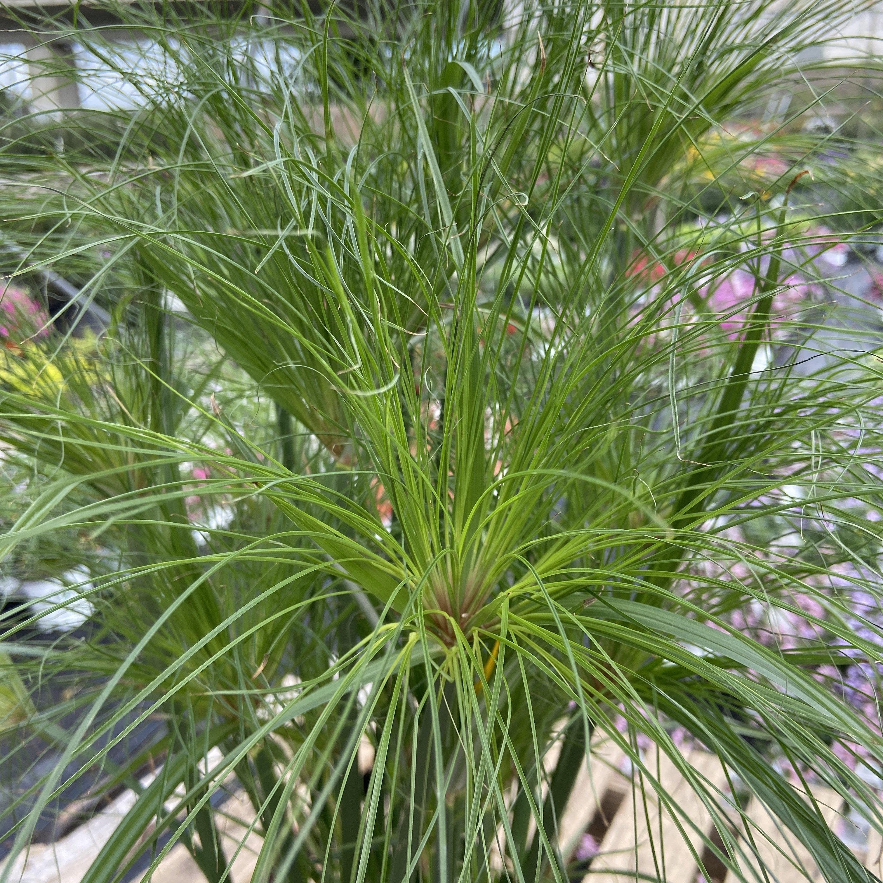 Prince Tut Dwarf Egyptian papyrus - Cyperus papyrus ‘Graceful Grasses ...