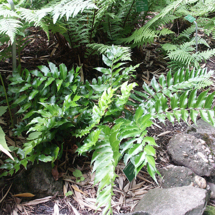 Cyrtomium falcatum ~ Japanese Holly Fern-ServeScape