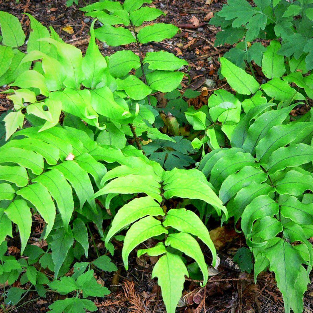 Cyrtomium falcatum  ~ Japanese Holly Fern - Delivered By ServeScape