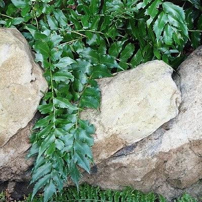 Cyrtomium falcatum 'Rochfordianum' ~ Rochford's Holly Fern-ServeScape