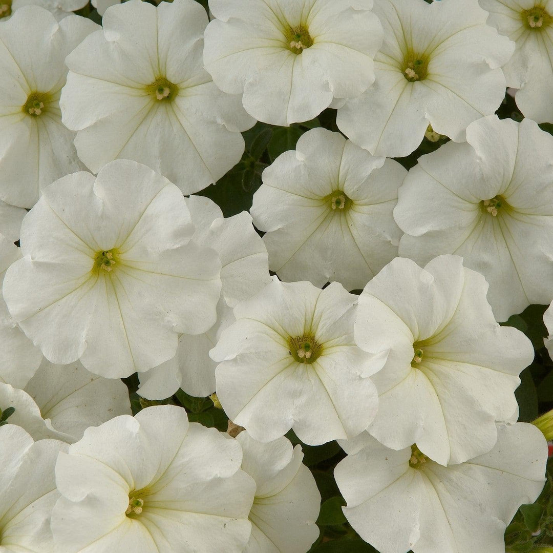 Petunia x 'White Ray' ~ White Ray™ Petunia-ServeScape