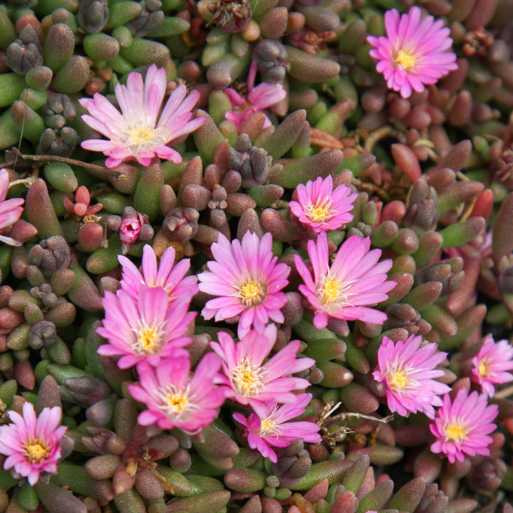 Delosperma 'Beaufort West' ~ Beaufort West Ice Plant - Delivered By ServeScape