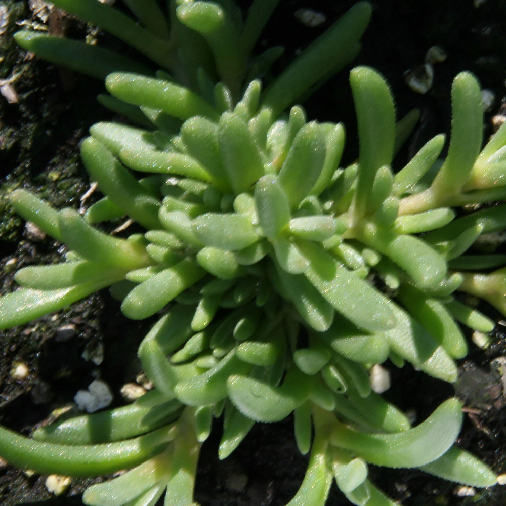 Delosperma ashtonii ~ Ice Plant-ServeScape