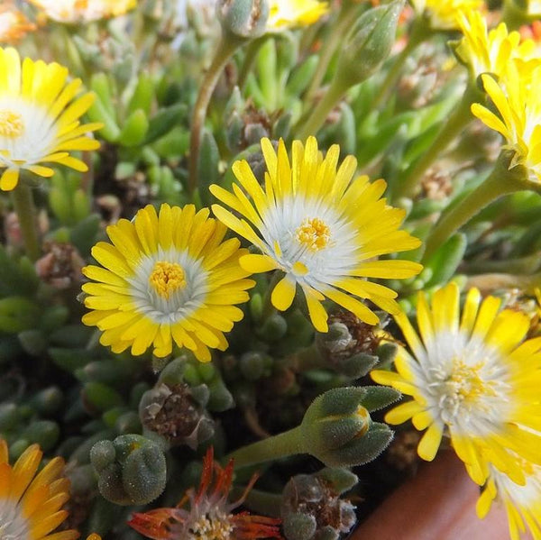 peridot passion succulent Jewel of Desert® Peridot Ice Plant