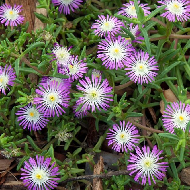 Delosperma nubigenum 'WOWDRW5' ~ WOW® Violet Wonder Ice Plant-ServeScape