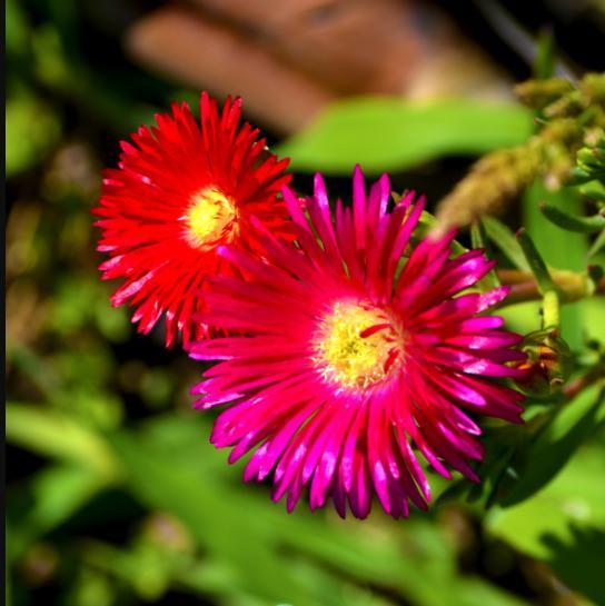 Delosperma nubigenum 'WOWDRY1' ~ WOW® Hot Pink Wonder Ice Plant-ServeScape