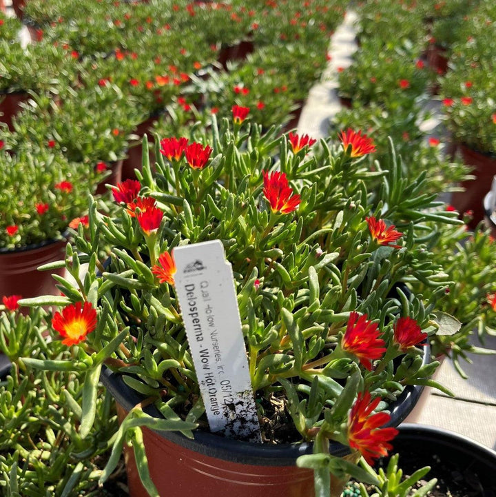 Delosperma nubigenum 'W1813' ~ WOW® Hot Orange Ice Plant-ServeScape