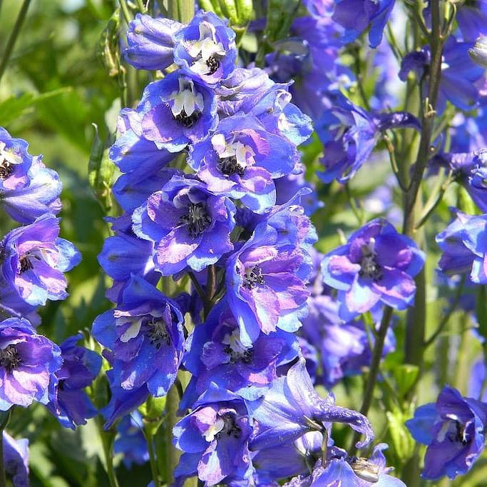 Guardian Blue Delphinium - Delphinium elatum 'Guardian Blue' – ServeScape