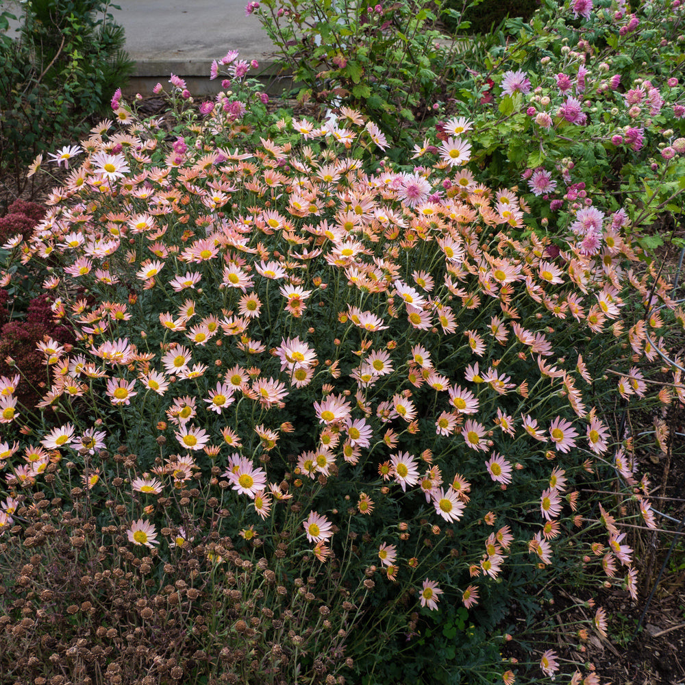 Dendranthema Morifolium 'Sheffield' ~ Sheffield Garden Mum-ServeScape