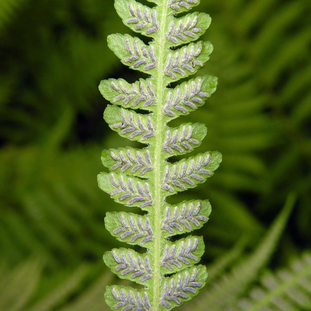 Deparia acrostichoides ~ Silvery Glade Fern, Silvery Spleenwort-ServeScape