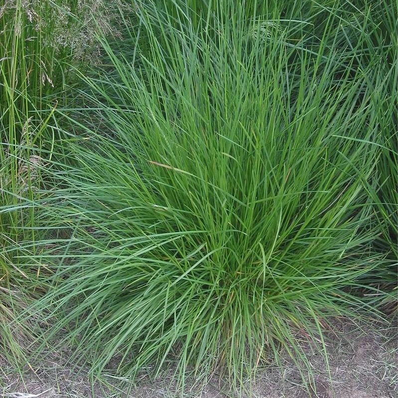 Deschampsia cespitosa ~ Tufted Hairgrass-ServeScape