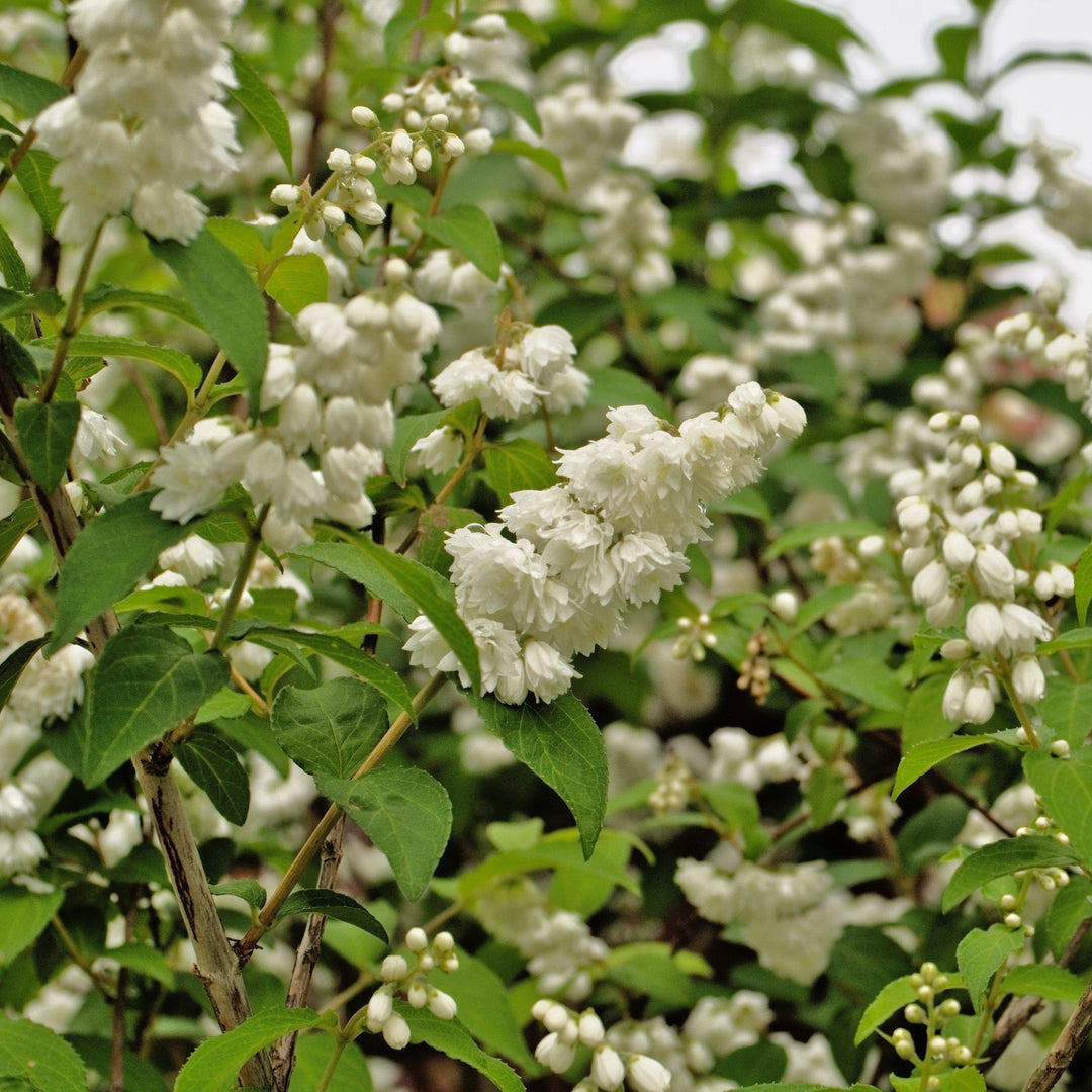 Deutzia sp. 'NCDX1' PP25,916 ~ Yuki Snowflake® Deutzia - Delivered By ServeScape