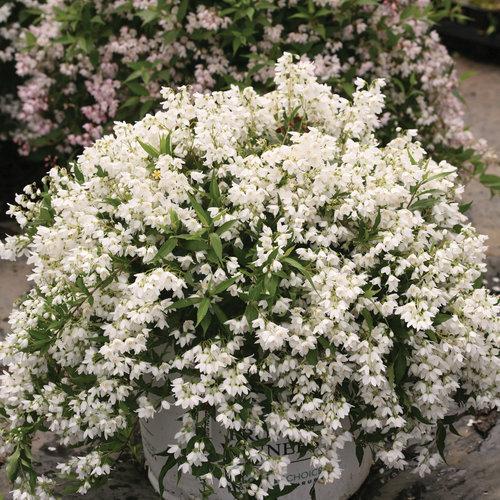 Deutzia sp. 'NCDX1' PP25,916 ~ Yuki Snowflake® Deutzia-ServeScape