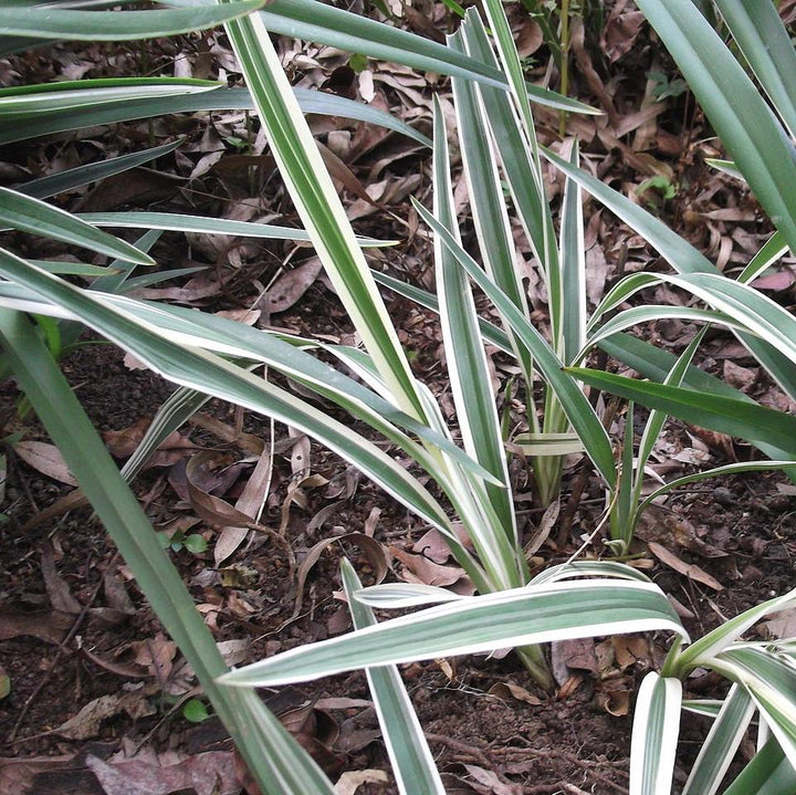 Dianella tasmanica 'Variegata' ~ Variegated Flax Lily-ServeScape