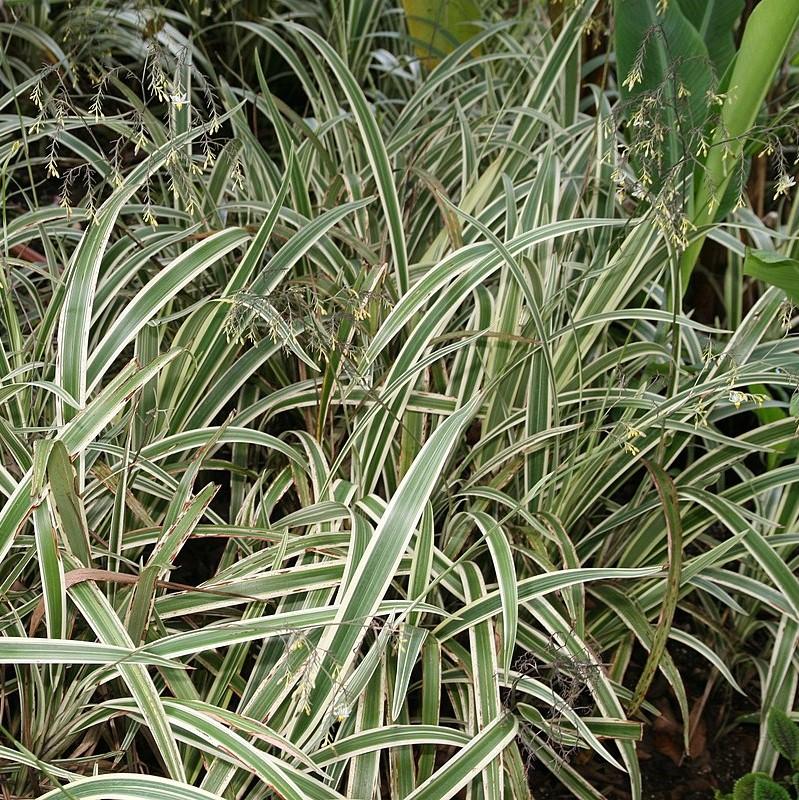 Dianella tasmanica 'Variegata' ~ Variegated Flax Lily-ServeScape