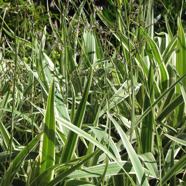 Dianella tasmanica 'Variegata' ~ Variegated Flax Lily - Delivered By ServeScape