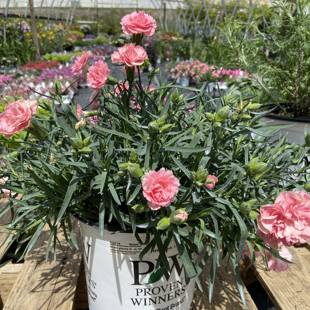 Dianthus ‘Fruit Punch Classic Coral’ ~ Pinks - Delivered By ServeScape