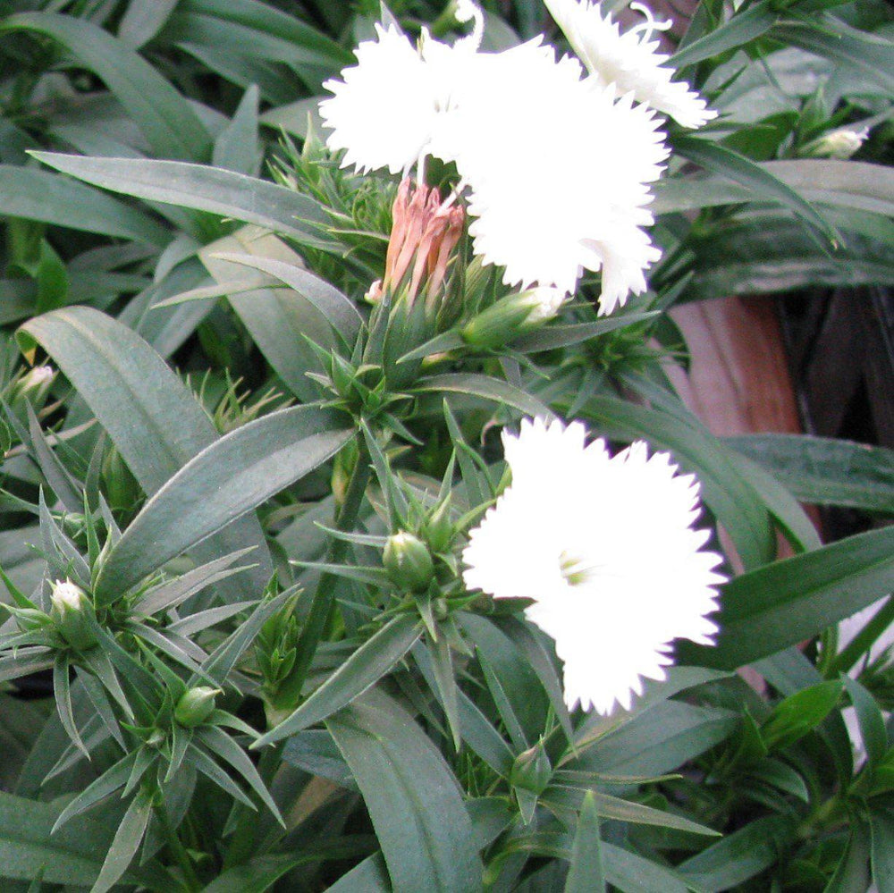Dianthus 'PAS69818' ~ Ideal Select™ White Dianthus-ServeScape